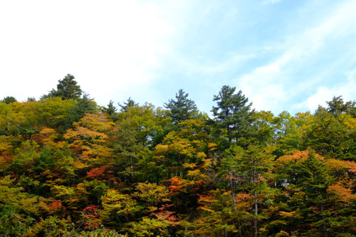 雫石の紅葉を楽しむ休日。葛根田渓谷からのゆこたんの森。松ぼっくりのアイスクリームまで。【半日で廻る紅葉コース】