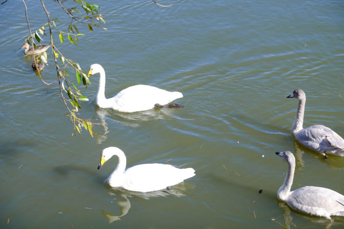 白鳥が飛来した盛岡・高松の池と冬の始まり。【カメラと写真】
