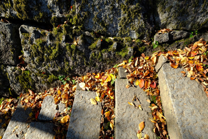 【朝散歩フォトウォーク】盛岡は紅葉のピーク。秋の盛岡状跡公園を写真を撮りながら散歩。