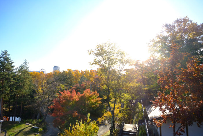 【朝散歩フォトウォーク】盛岡は紅葉のピーク。秋の盛岡状跡公園を写真を撮りながら散歩。