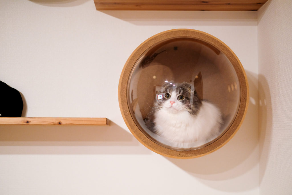 宇宙船のような猫の家。『MYZOO GAMMA』【インテリアに馴染む猫ハウス】