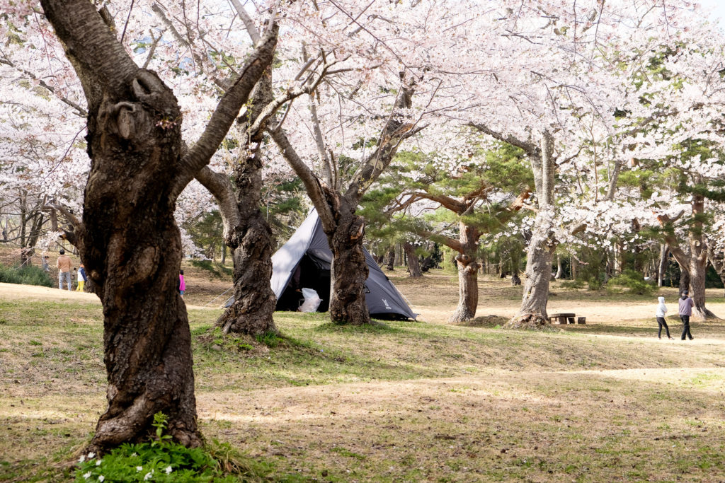 弘前の桜林茶寮の近くの桜並木