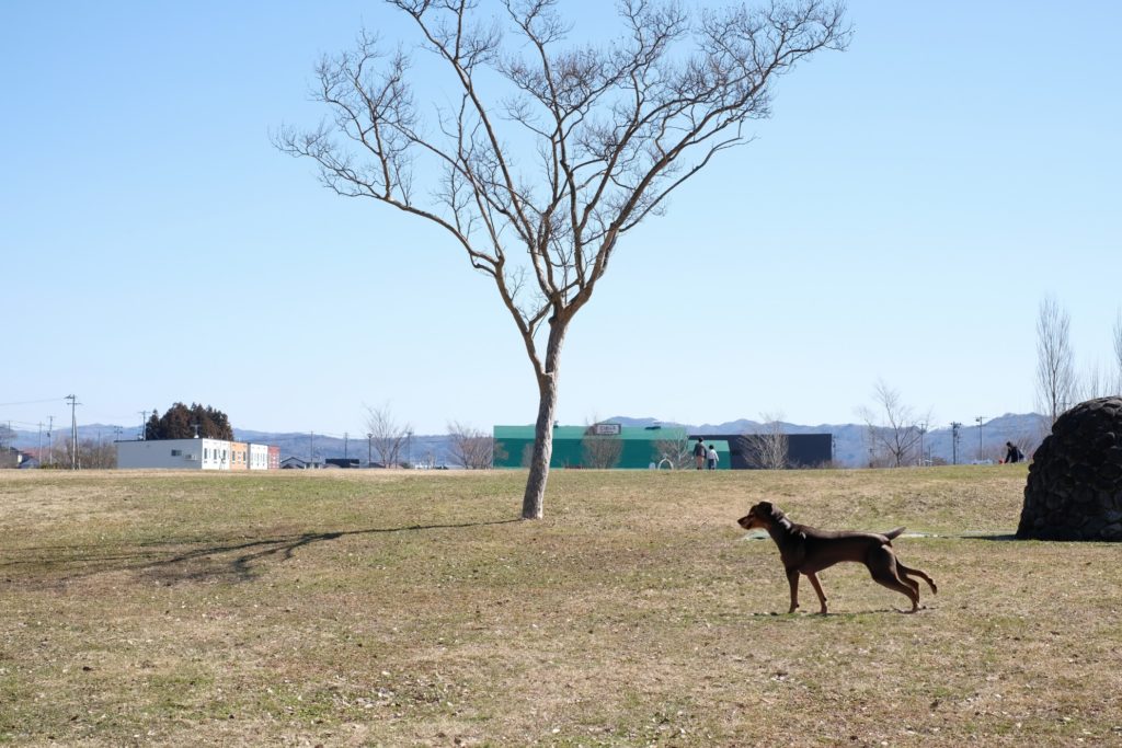 広い公園の写真いAI画像の犬を追加